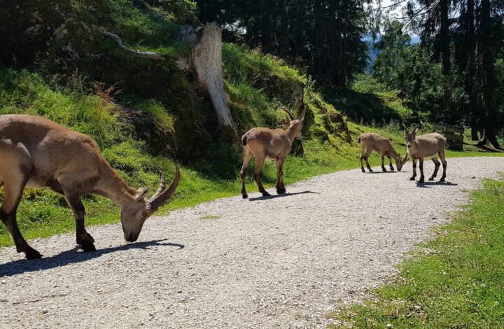 Tierpark Rosegg